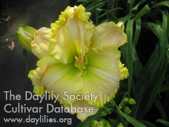 Daylily Citrus Queen